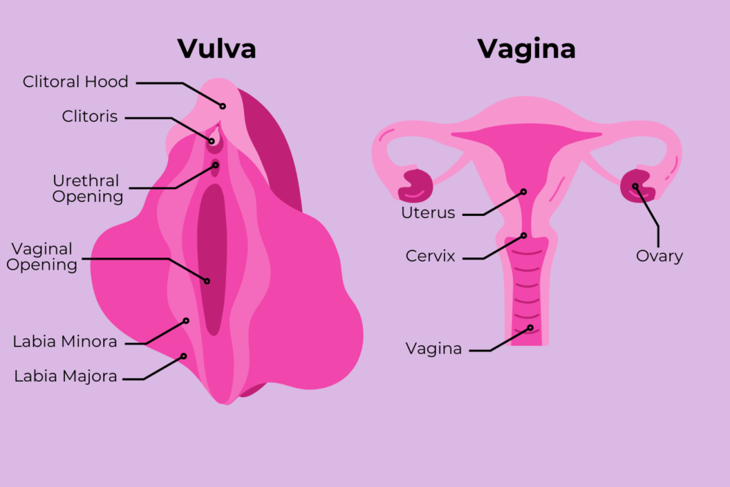 vagina-vs-vulva